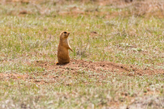 Cynomys parvidens