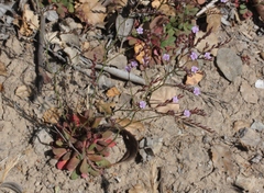 Limonium duriusculum