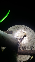 Scinax ruber