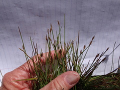 Eleocharis acicularis