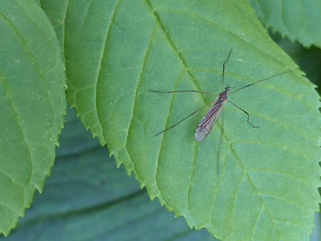 Pilaria quadrata