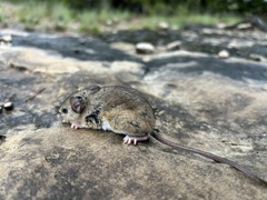 Texas Deermouse photo 2