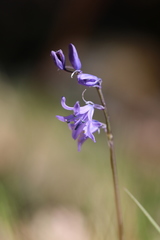 Hyacinthoides paivae