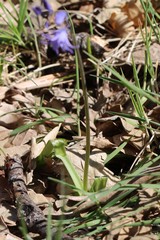 Hyacinthoides paivae