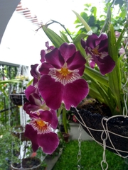Miltoniopsis
