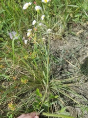 Erigeron tenuis