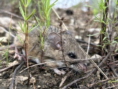 Texas Deermouse photo 3