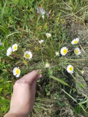 Erigeron tenuis