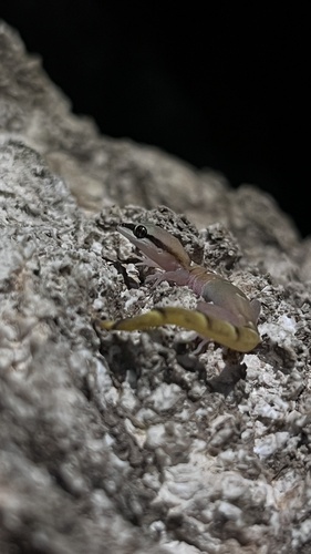 Microgecko helenae fasciatus