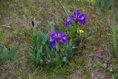 Iris hookeri