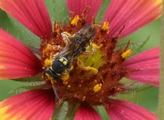 Nomada texana