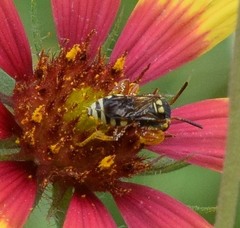 Nomada texana
