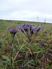 Saussurea angustifolia