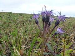 Saussurea angustifolia