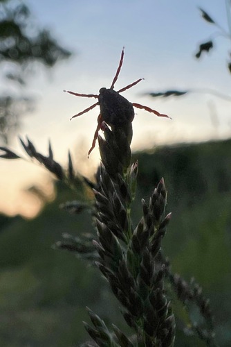 American Dog Tick photographed in Oregon