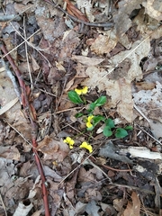 Viola rotundifolia