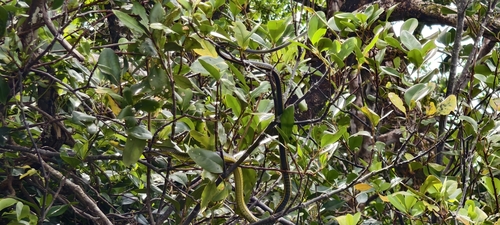 Common Tree Snake sighting