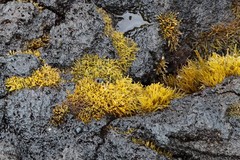 Ahnfeltiopsis concinna