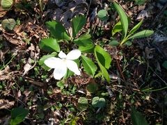Anemonoides quinquefolia
