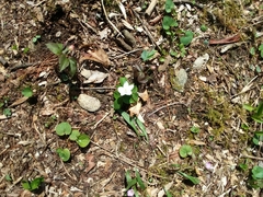 Anemonoides quinquefolia