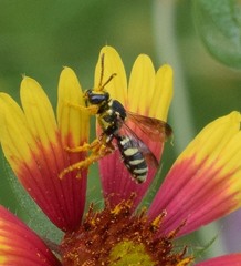 Nomada texana