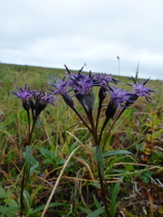 Saussurea angustifolia