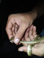 Leptodeira ashmeadii