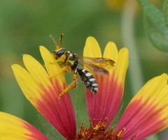 Nomada texana