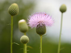 Cirsium texanum