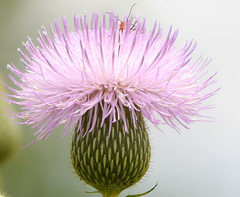 Cirsium texanum