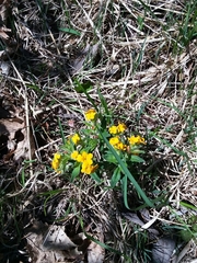Lithospermum canescens