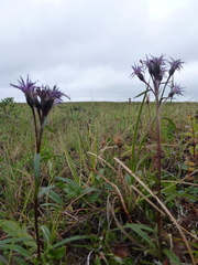 Saussurea angustifolia
