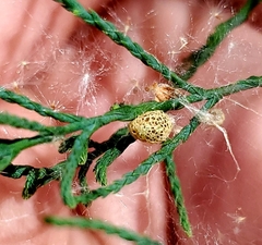 Coniatus splendidulus