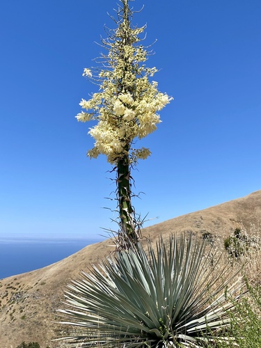 Chaparral Yucca fruiting