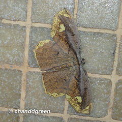 Pareumelea eugeniata