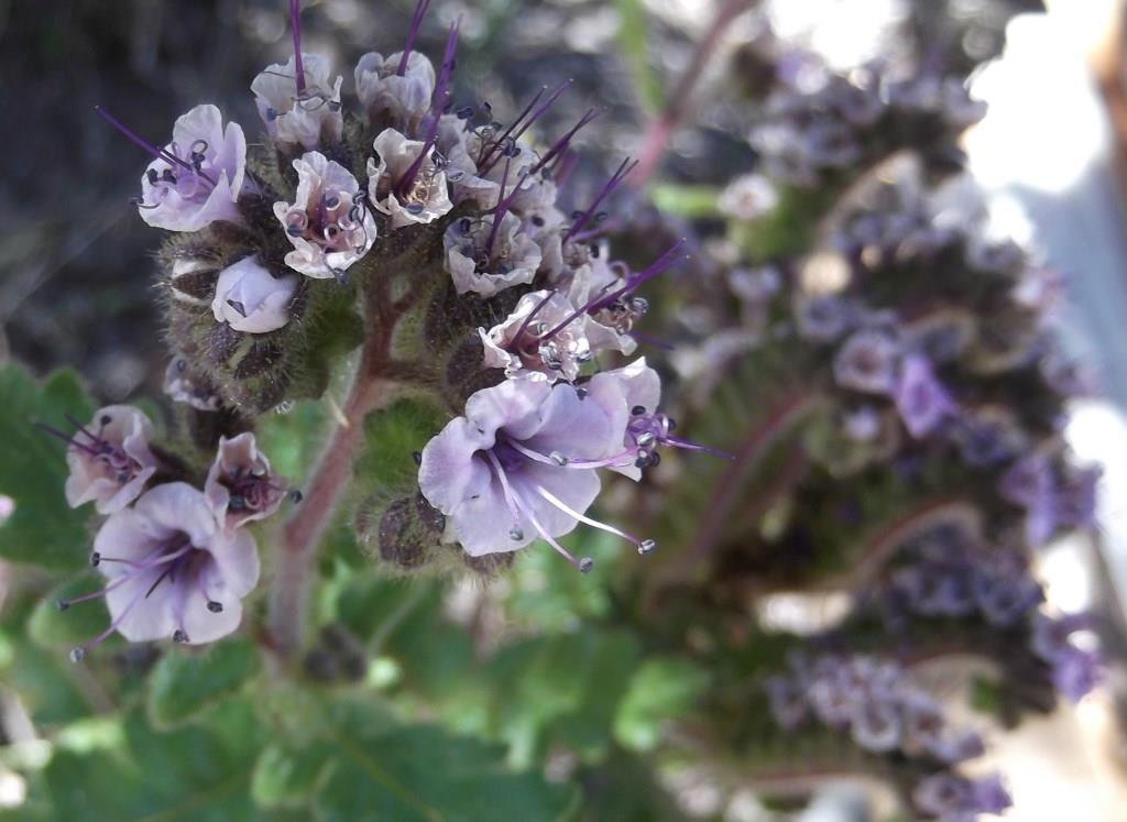 Phacelia vossii