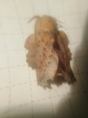 Phyllodesma tremulifolia