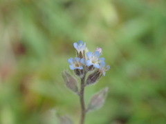 Myosotis stricta