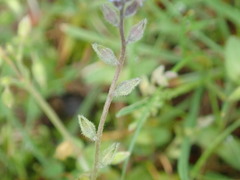 Myosotis stricta