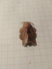 Phyllodesma tremulifolia