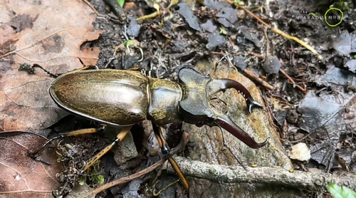 Lucanus boileaui