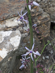 Petromarula pinnata