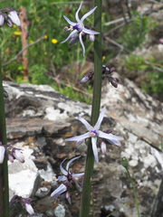 Petromarula pinnata