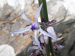 Petromarula pinnata