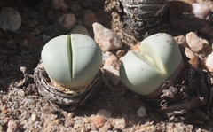 Argyroderma pearsonii