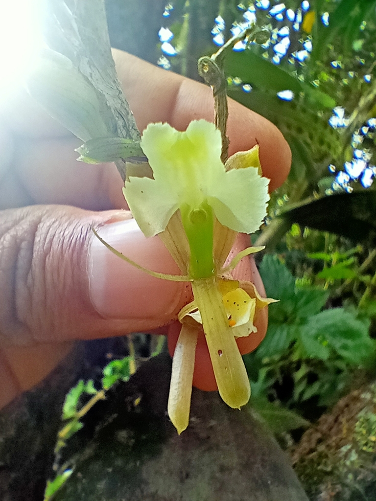 Epidendrum pseudospathoides Hágsater & E.Santiago