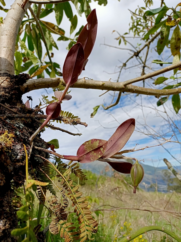Epidendrum pseudospathoides Hágsater & E.Santiago 2