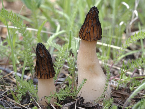 Morchella brunnea