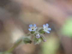 Myosotis stricta