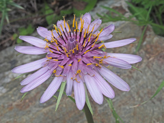 Tragopogon eriospermus